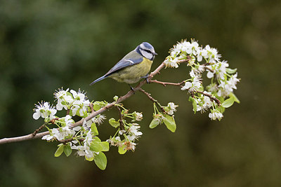 BUITEN BEELD Foto: 285570