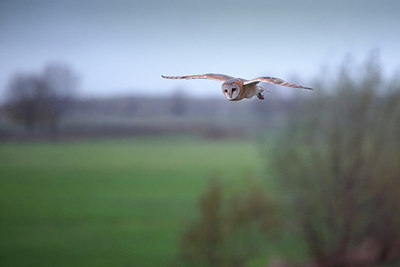 BUITEN BEELD Foto: 285603