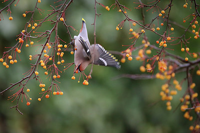 BUITEN BEELD Foto: 285604