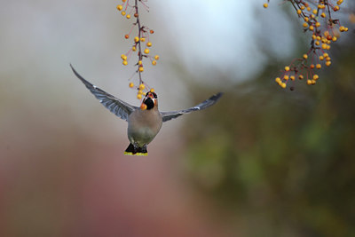 BUITEN BEELD Foto: 285605