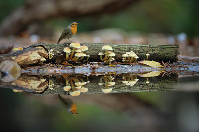 BUITEN BEELD Foto: 285607