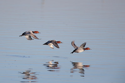 BUITEN BEELD Foto: 285608
