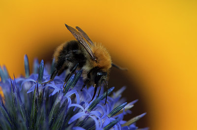 BUITEN BEELD Foto: 285636