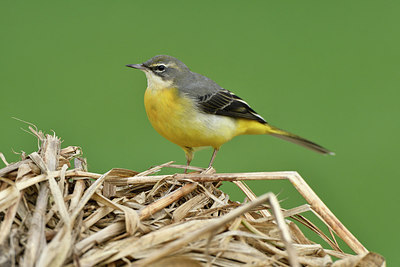 BUITEN BEELD Foto: 285661