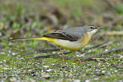 BUITEN BEELD Foto: 285663
