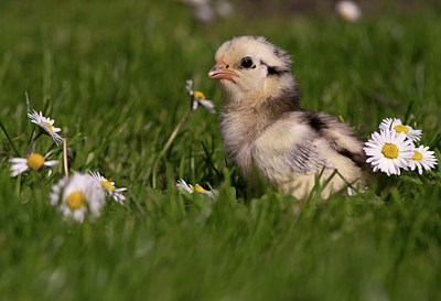 BUITEN BEELD Foto: 285665