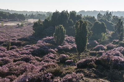 BUITEN BEELD Foto: 285671