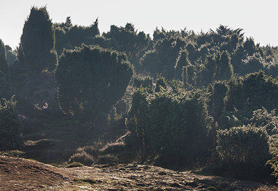 BUITEN BEELD Foto: 285672