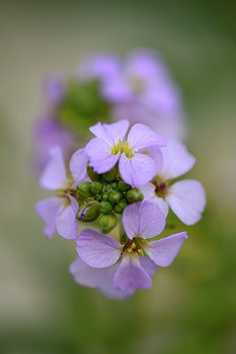 BUITEN BEELD Foto: 285686