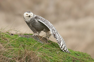 BUITEN BEELD Foto: 285696