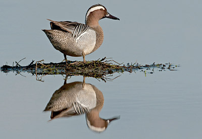 BUITEN BEELD Foto: 285715