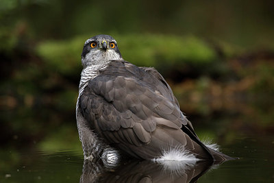 BUITEN BEELD Foto: 285718