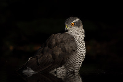 BUITEN BEELD Foto: 285720
