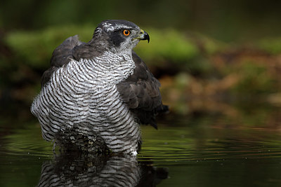 BUITEN BEELD Foto: 285721