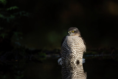 BUITEN BEELD Foto: 285723