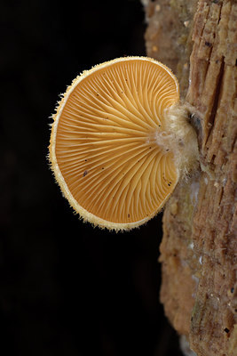 BUITEN BEELD Foto: 285726
