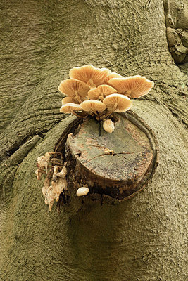 BUITEN BEELD Foto: 285730
