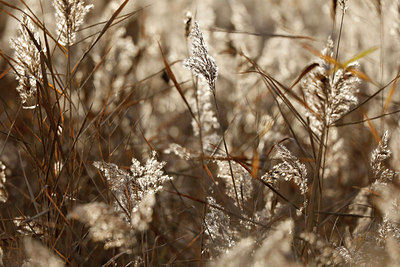 BUITEN BEELD Foto: 285742