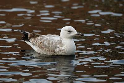 BUITEN BEELD Foto: 285754