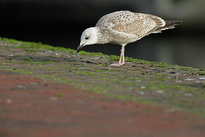 BUITEN BEELD Foto: 285756