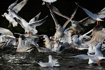 BUITEN BEELD Foto: 285757