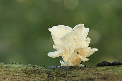 BUITEN BEELD Foto: 285762