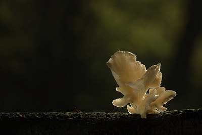 BUITEN BEELD Foto: 285763
