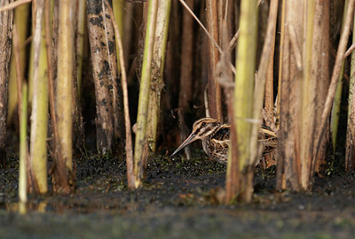 BUITEN BEELD Foto: 285793