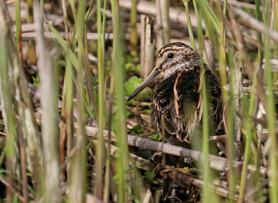 BUITEN BEELD Foto: 285795