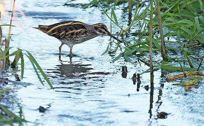 BUITEN BEELD Foto: 285798