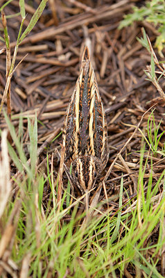 BUITEN BEELD Foto: 285801