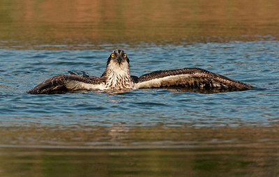 BUITEN BEELD Foto: 285807