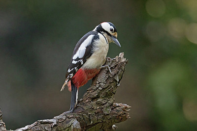 BUITEN BEELD Foto: 285828