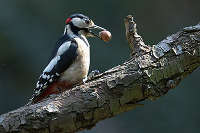 BUITEN BEELD Foto: 285829