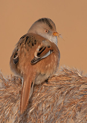 BUITEN BEELD Foto: 285838