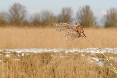 BUITEN BEELD Foto: 285839