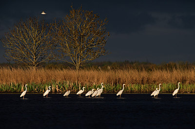 BUITEN BEELD Foto: 285848