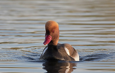 BUITEN BEELD Foto: 285863