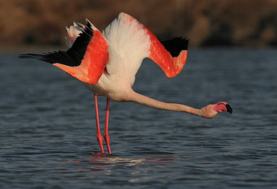 BUITEN BEELD Foto: 285875