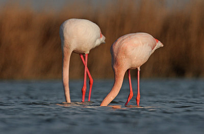 BUITEN BEELD Foto: 285876
