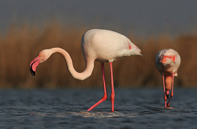 BUITEN BEELD Foto: 285877