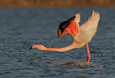 BUITEN BEELD Foto: 285881