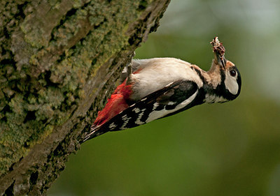 BUITEN BEELD Foto: 285909