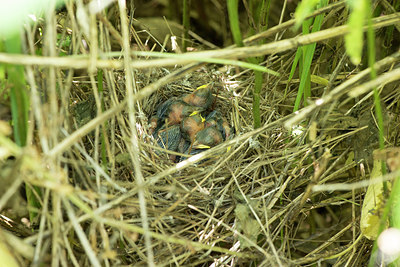 BUITEN BEELD Foto: 285925