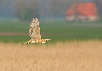 BUITEN BEELD Foto: 285928