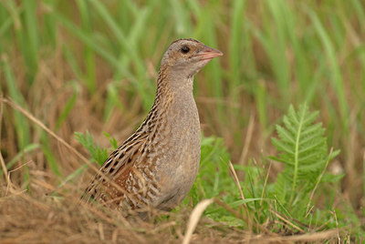 BUITEN BEELD Foto: 285946