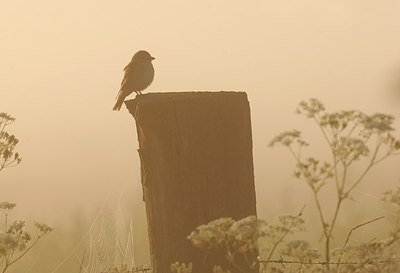 BUITEN BEELD Foto: 285949