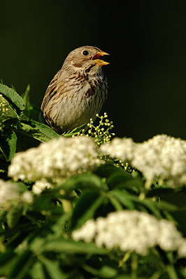 BUITEN BEELD Foto: 285953