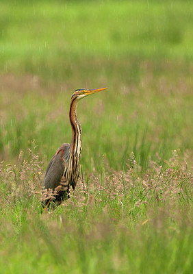 BUITEN BEELD Foto: 285954