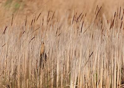 BUITEN BEELD Foto: 285967